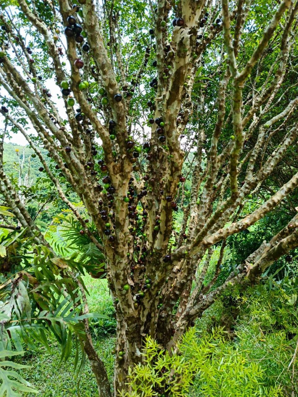 Vila Fazenda Piloes Petrópolis Exteriér fotografie